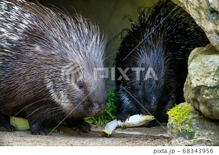 Indian crested Porcupine, Hystrix indica in a 68343956