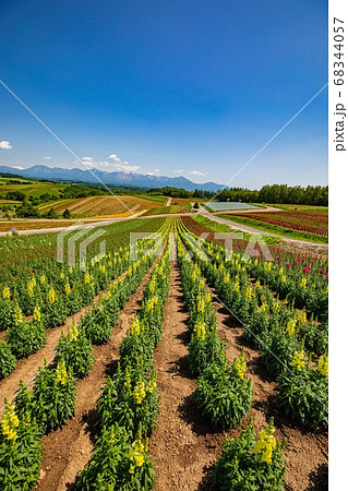 美瑛 四季彩の丘 6月の写真素材 [68344057] - PIXTA