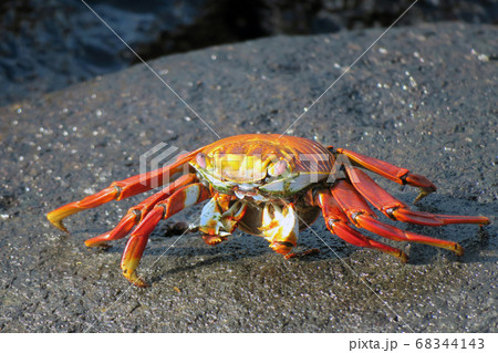 ガラパゴスベニイワガニ 68344143