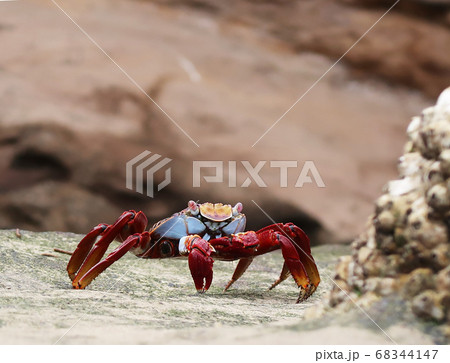 ガラパゴスベニイワガニ 68344147