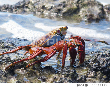ガラパゴスベニイワガニ 68344149