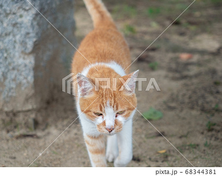 Brown And White Bee Falcon Cat Walking Towards Stock Photo