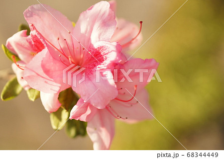 夕日に照らされるアザレア 68344449