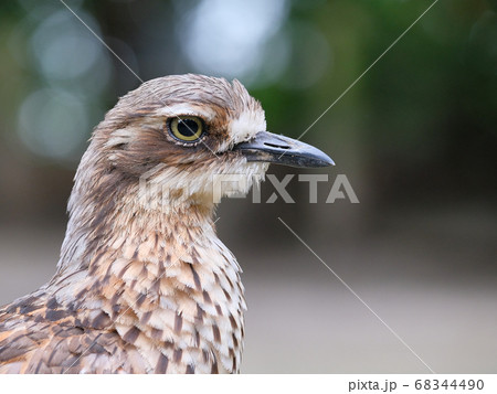close-up portrait of a bush stone-curlew bird 68344490