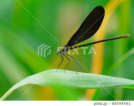 beautiful damselfly resting on a leaf 68344491