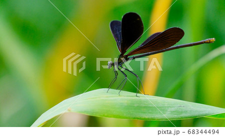 beautiful damselfly with open wings resting on a leaf beautiful damselfly with open wings resting on a leaf 68344494