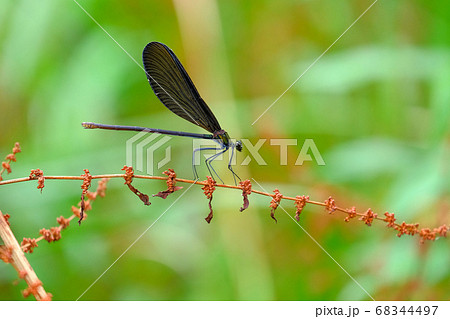beautiful damselfly resting on a red branch beautiful damselfly resting on a red branch 68344497