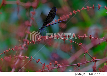 beautiful damselfly resting on a red branch beautiful damselfly resting on a red branch 68344499