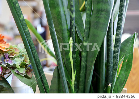 サンセベリアの蕾み 68344566