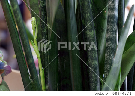 サンセベリアの蕾み 68344571