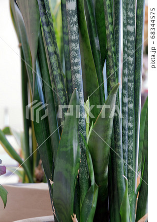 サンセベリアの蕾み 68344575