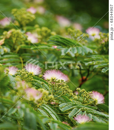 夏の花、心和むピンクの合歓の花 68344907