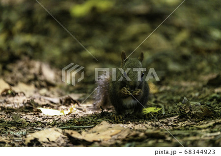 お食事中のエゾリス 68344923