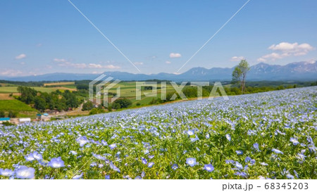 北海道美瑛町　四季彩の丘　7月　ネモフィラ 68345203
