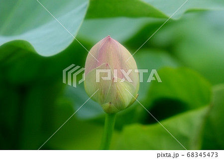 蓮畑のハスの花の蕾：農家：栽培 68345473
