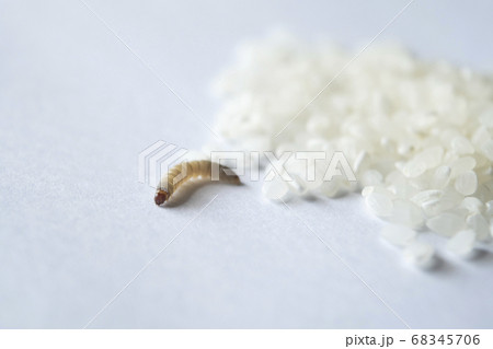 ノシメマダラメイガの幼虫と米 害虫 米 白バック 幼虫 Indian Meal Moth ノシメマダラメイガの幼虫と米 害虫 米 白バック 幼虫 Indian Meal Moth 68345706