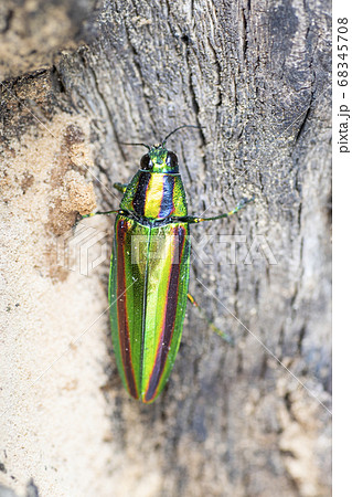 タマムシ　玉虫　吉丁虫　コウチュウ目　タマムシ上科 68345708