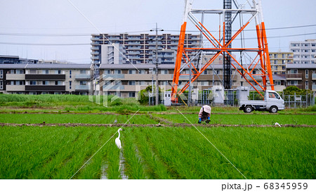 elderly Japanese woman working in the field elderly Japanese woman working in the field 68345959