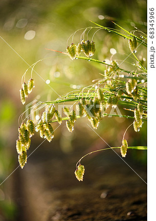 greater quaking-grass in the morning hours greater quaking-grass in the morning hours 68345966