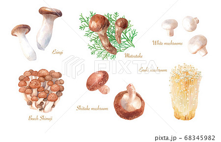 美味しいキノコのセット。水彩イラスト。（トレースベクター） 68345982