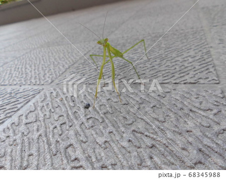 地面を歩くカマキリのクローズアップ 68345988