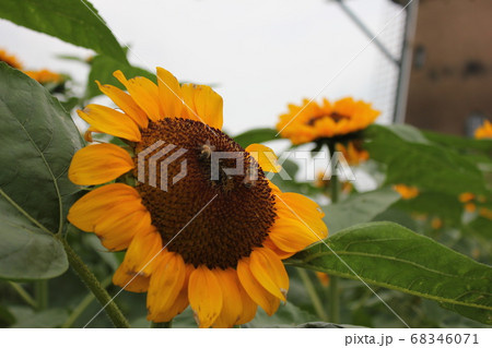 ひまわり -Sunflower- *****向日葵***** ひまわり -Sunflower- *****向日葵***** 68346071