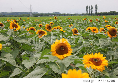 ひまわり畑 -Sunflower field- *****向日葵❜s***** ひまわり畑 -Sunflower field- *****向日葵❜s***** 68346206