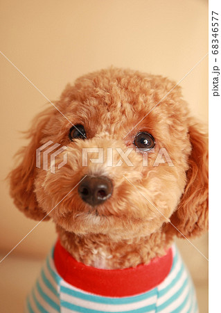 可愛い子犬の写真素材