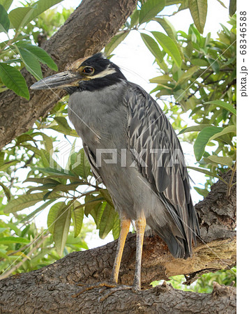 シラガゴイ シラガゴイ 68346588