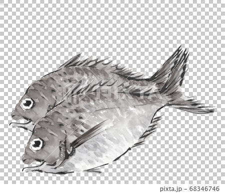 鯛 たい 2尾 白バック モノトーン【水墨画風】 鯛 たい 2尾 白バック モノトーン【水墨画風】 68346746