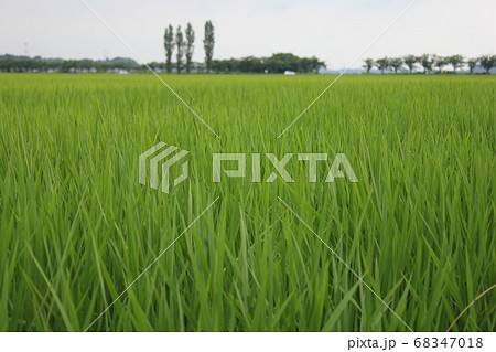 新緑の田園　　　+～Fresh green countryside～+ 68347018
