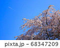 しだれ桜と飛行機雲 68347209