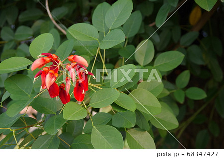 木に咲く赤い花　アメリカデイゴ 68347427