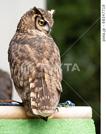 マゼランワシミミズク マゼランワシミミズク 68347719