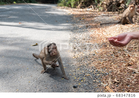 Ladies giving the food to the monkey 68347816