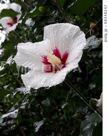 ムクゲ 単芯 68348247