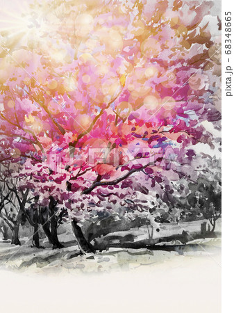 Painting watercolor of wild himalayan cherry 68348665