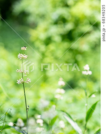 小さな白い花を咲かせた夏草の写真素材 6495