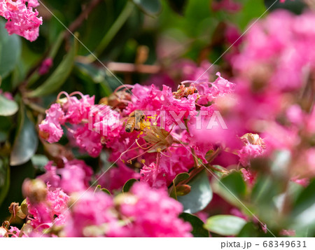 満開のサルスベリの花の蜜を集めるミツバチ 68349631