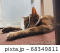 ひなたぼっこねこ 68349811