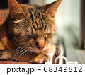 ひなたぼっこねこ 68349812