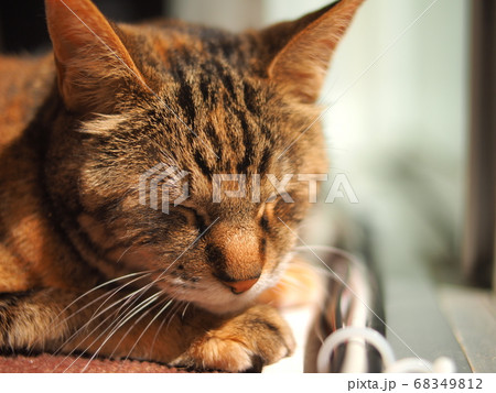 ひなたぼっこねこ 68349812