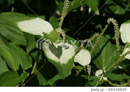 葉っぱが白くなる初夏の不思議な花ハンゲショウの写真素材 6490