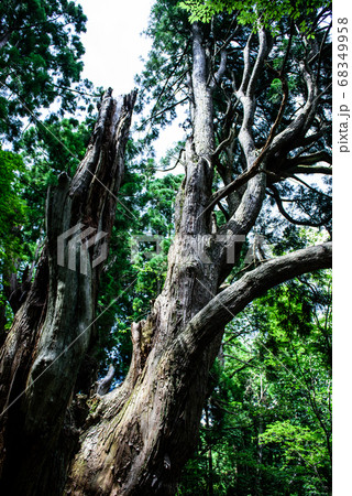 京都府・下黒田の伏条台杉 平安杉 京都府・下黒田の伏条台杉 平安杉 68349958
