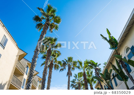 Palm trees in San Diego 68350029