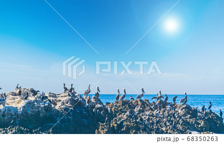 group of pelicans on a rock in Laguna Beach group of pelicans on a rock in Laguna Beach 68350263