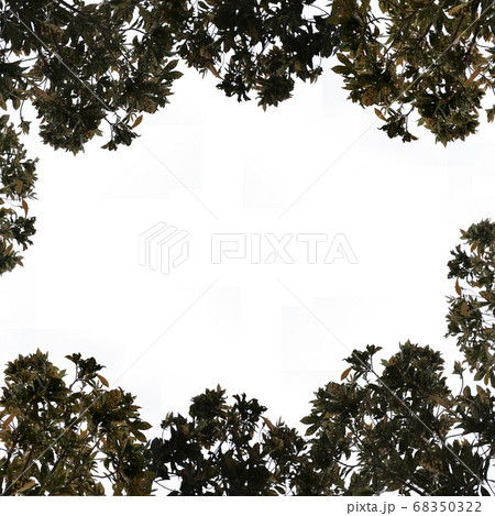 isolated composition of plant leaf cut out at the isolated composition of plant leaf cut out at the 68350322