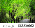新緑の道 68350662