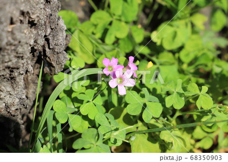 春の野原に咲くムラサキカタバミのピンクの花の写真素材
