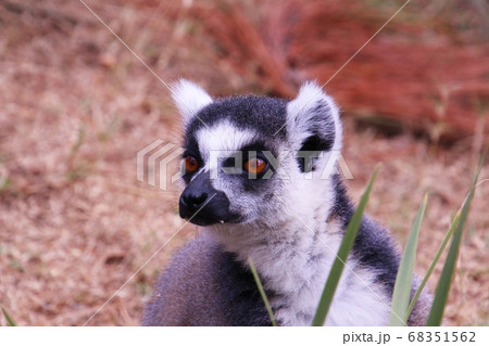 マダガスカルのワオキツネザル Ring Tailed Lemur In Madagascarの写真素材